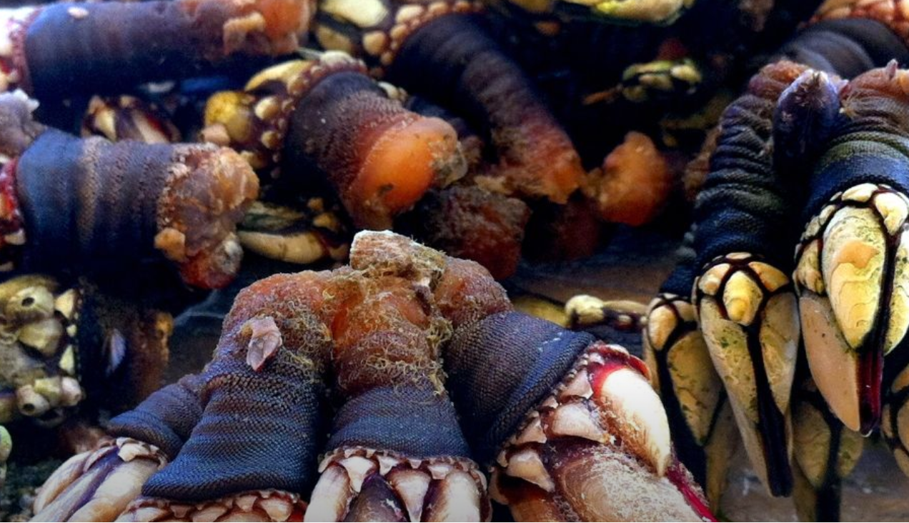 Goose Barnacles, Percebes (Pollicipes pollicipes), fresh, Brittanny - Euro55/kg