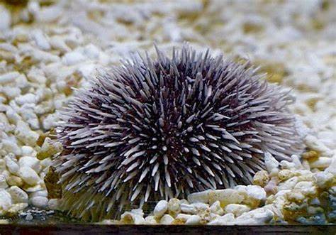 Purple Sea Urchin (Sphaerechinus granularis) – Brittany, France. Price per kg