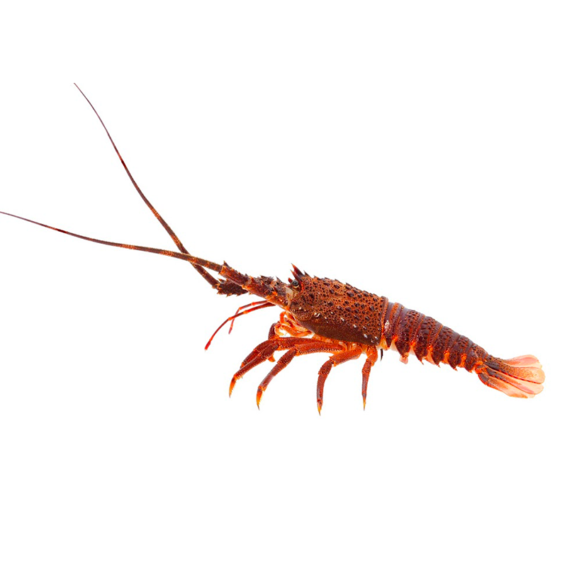 Tristan Lobster