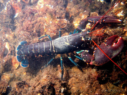 Fresh Blue Lobster (Homarus gammarus) – 600/800g – 1 Piece