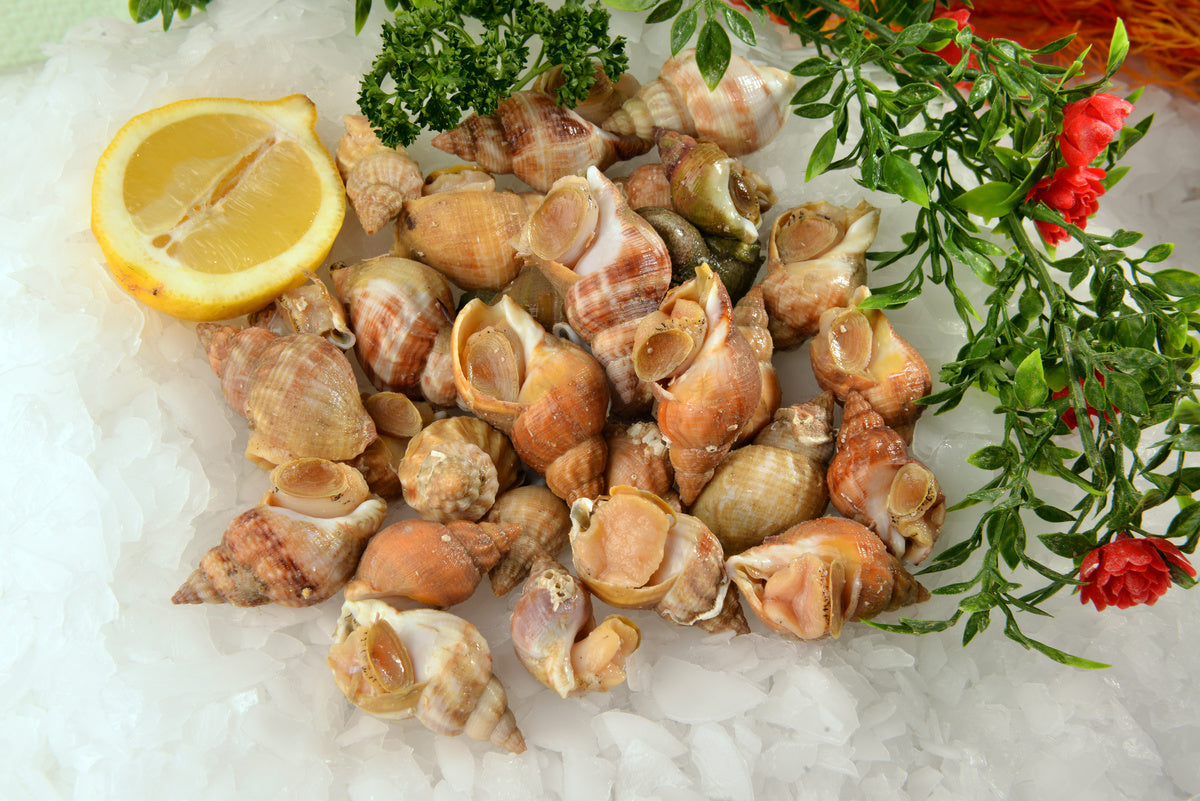 Cooked Whelks (Bulots) – Buccinum undatum – 1kg – Ready to Eat