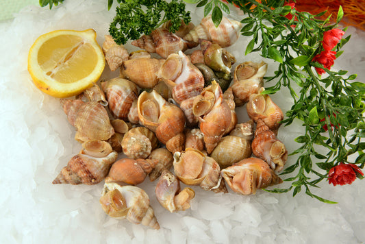 Cooked Whelks (Bulots) – Buccinum undatum – 1kg – Ready to Eat