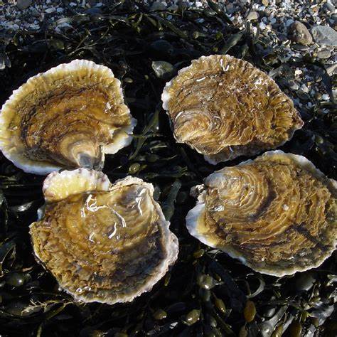Plate 1930 Oysters Nr 2 – European Flat Oysters – 12pcs Box