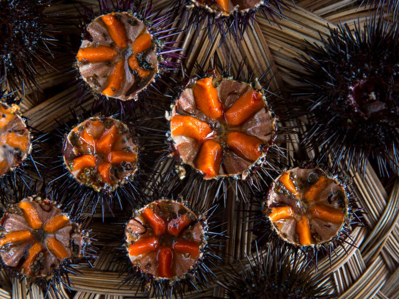 Purple Sea Urchin (Sphaerechinus granularis) – Brittany, France. Price per kg