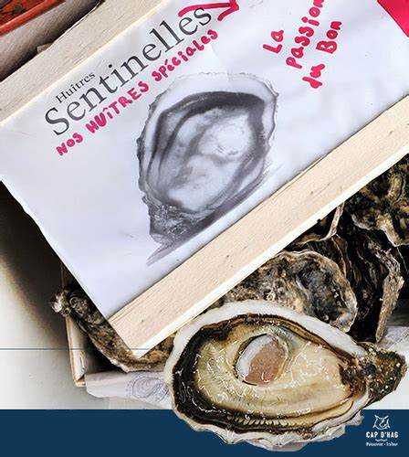 Sentinelle Oysters Nr 2 – Speciale – 12pcs Box