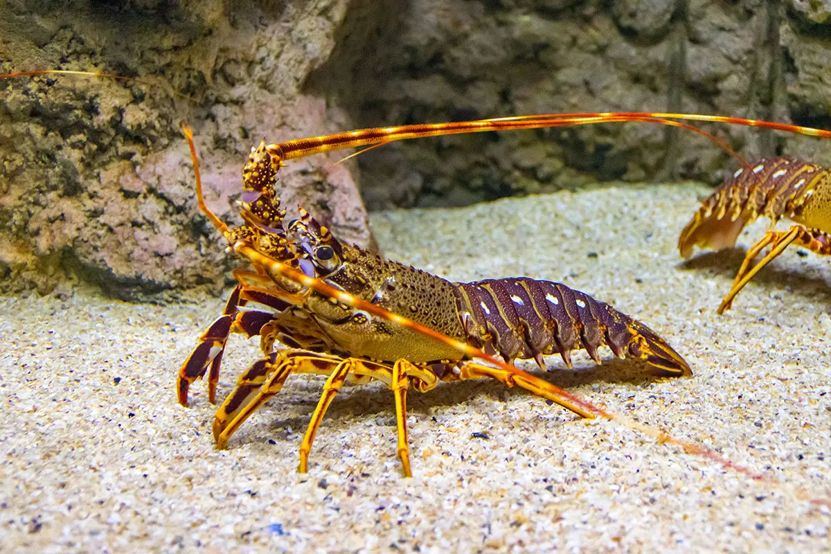 Spiny Lobster (Palinurus elephas), France, Euro150/kg