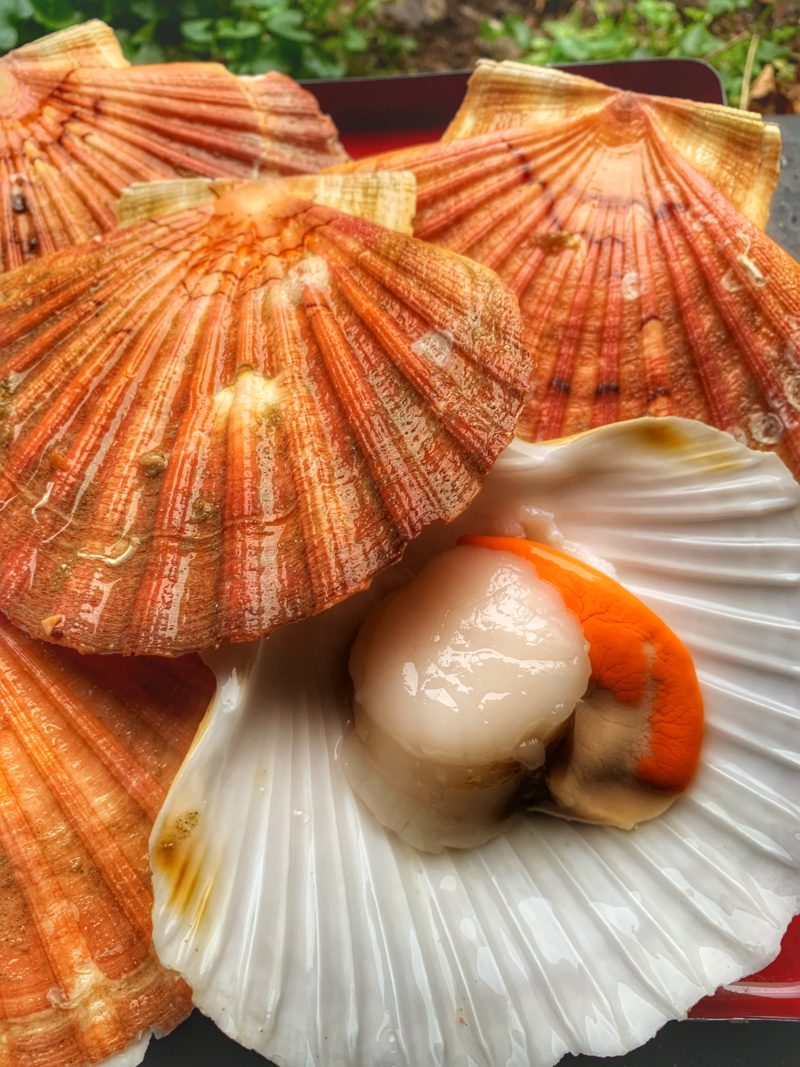 Scallops in the shell, fresh, France - Euro35/kg