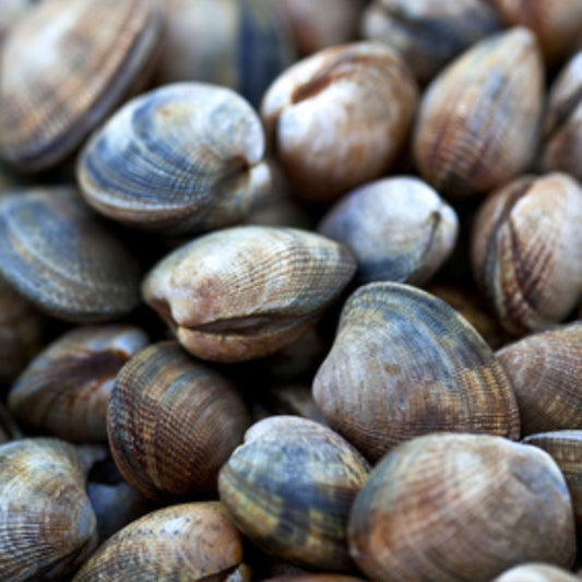 Fresh Vongole Clams – Tepes Decussata / Filippinarum – 1kg