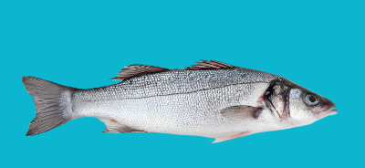 Seabass Cyprus Mediterranean 600 / 800